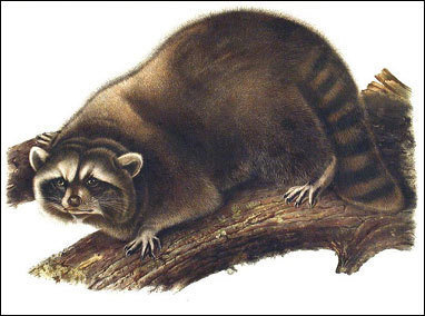 Audubon Quadrupeds Screenshot